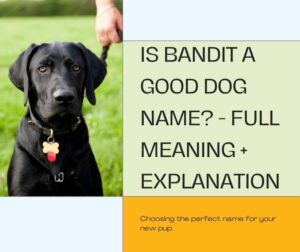 Is Bandit A Good Dog Name? - Full Meaning + Explanation